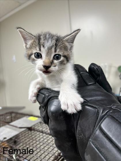 Palm, Adoptable, Kitten Female Domestic Short Hair & Domestic Short Hair.