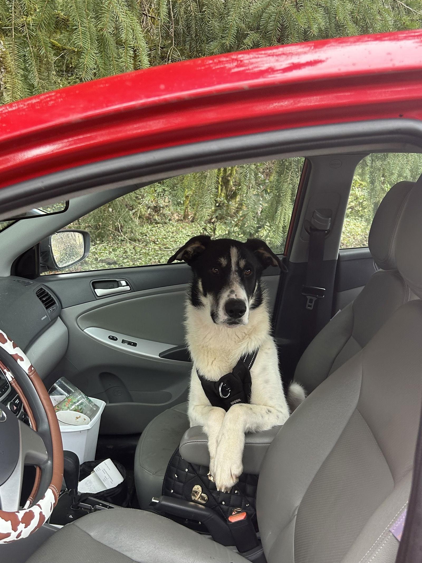 Enlarge Bayou, a Adoptable mixed breed in St. Helens, OR image 1/2