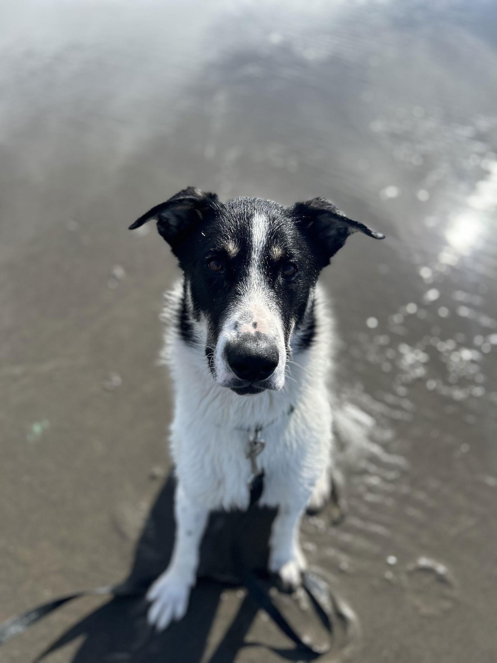 Enlarge Bayou, a Adoptable mixed breed in St. Helens, OR image 2/2