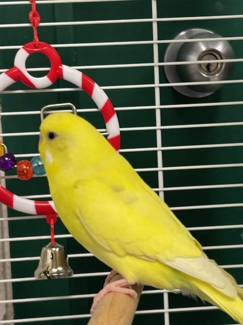 Enlarge Lemon, a Adoptable Parakeet (Other) in Winnipeg, MB image 1/1