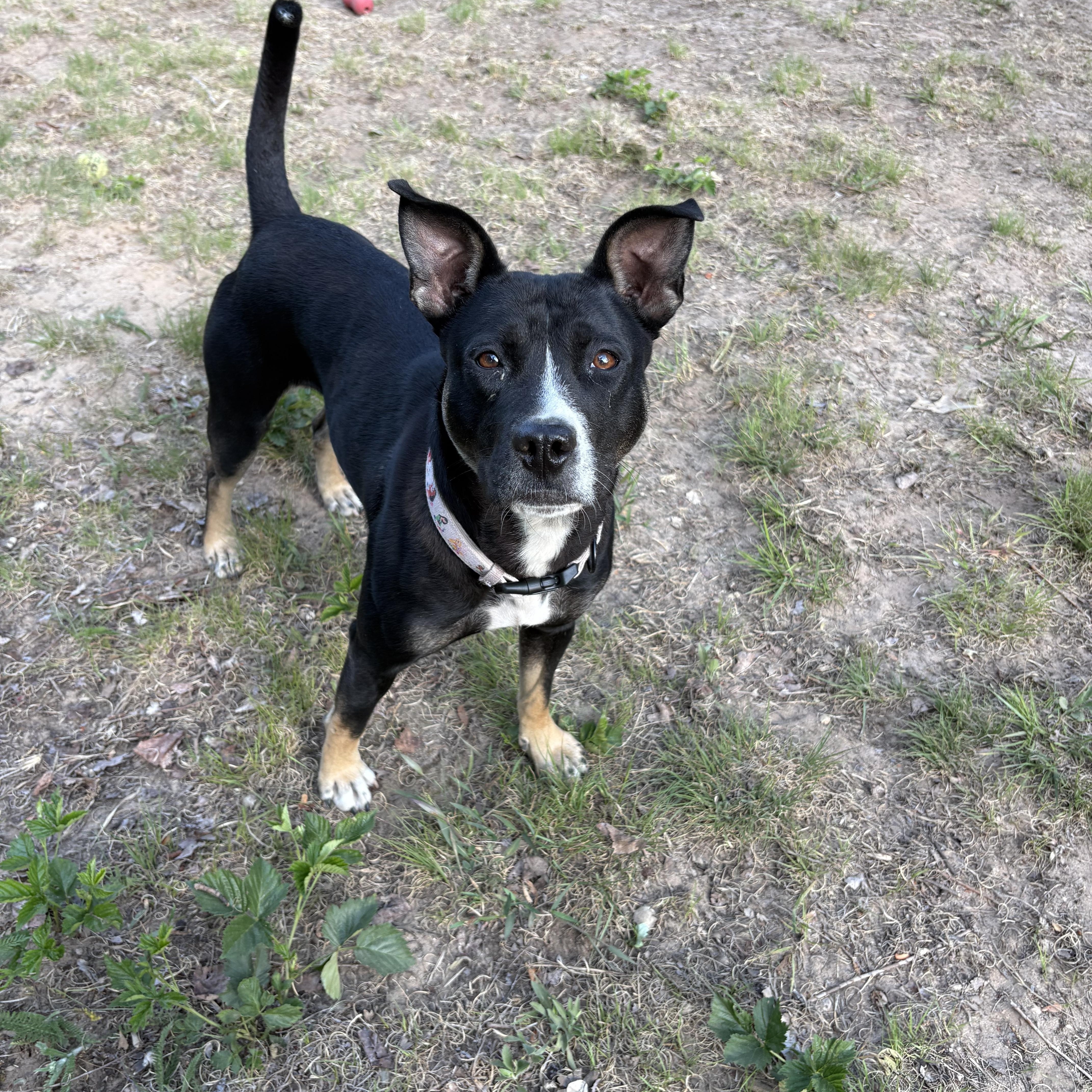 Clover, a ADOPTABLE Mixed Breed in Big Rapids, MI image 3/3