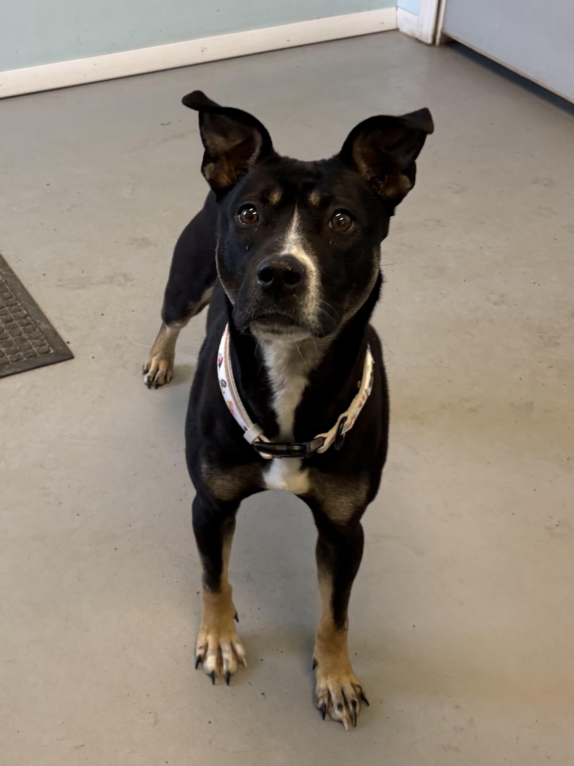 Enlarge Clover, a ADOPTABLE Mixed Breed in Big Rapids, MI image 2/2