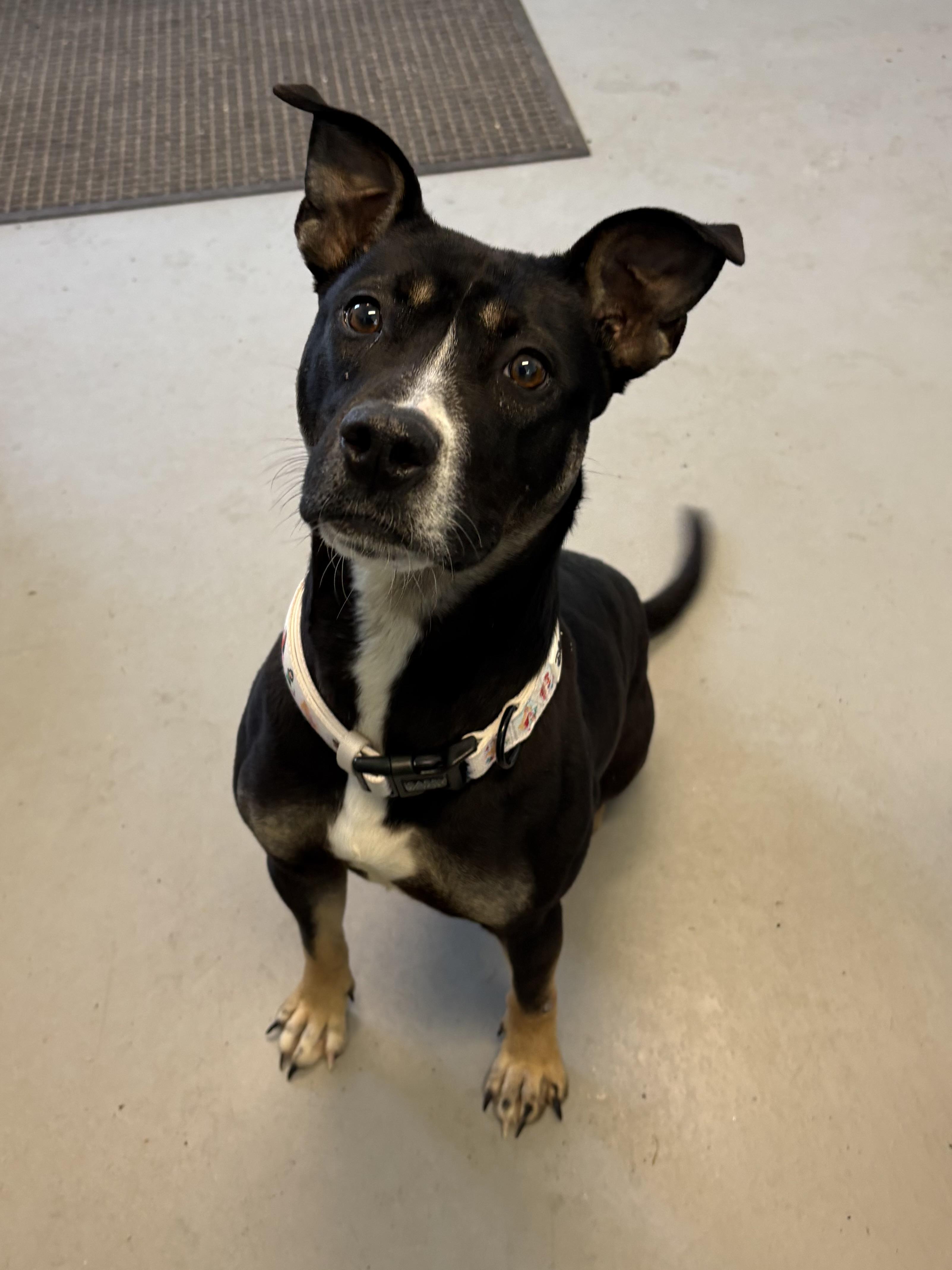 Clover, ADOPTABLE, Young Female Mixed Breed.