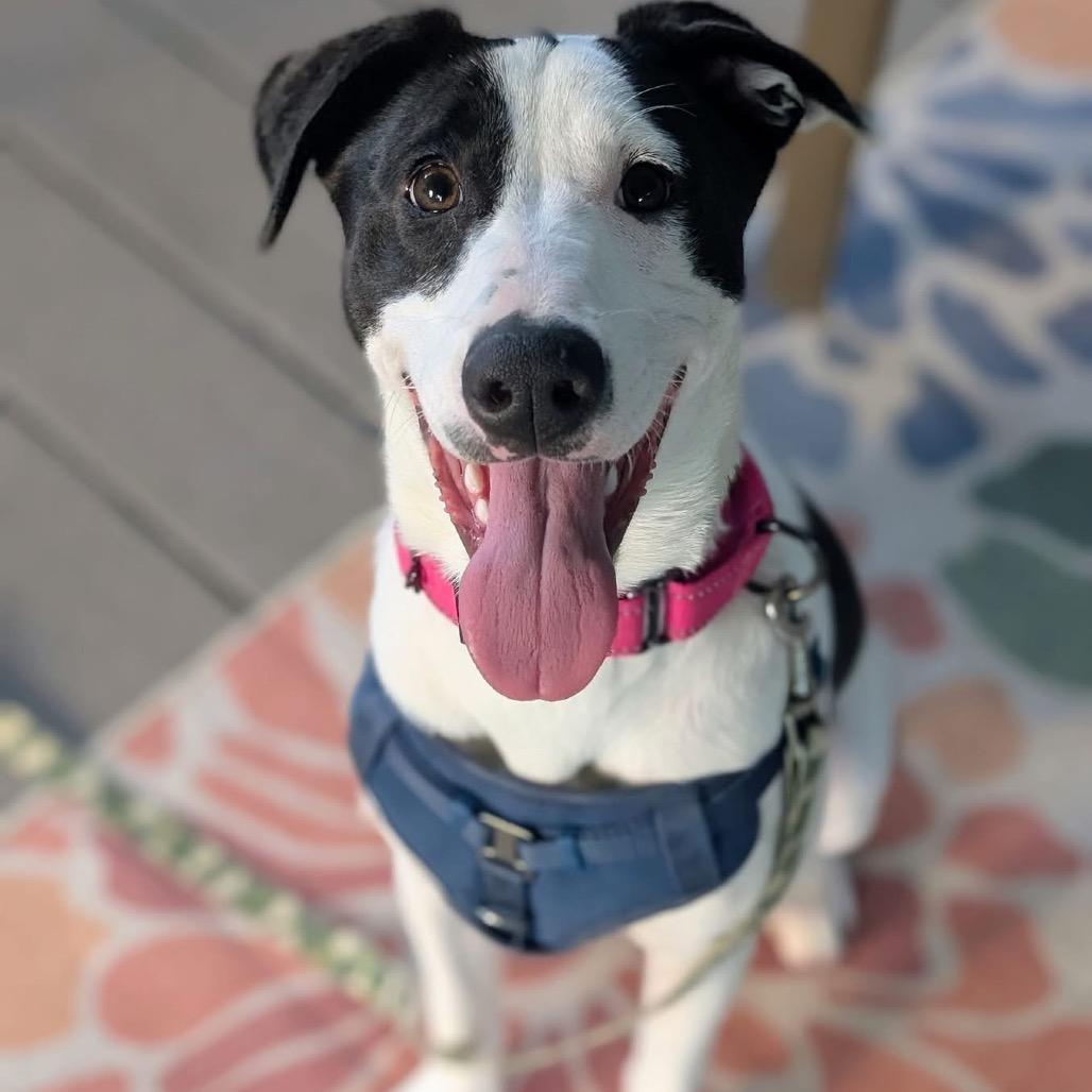 Jade $150, a Adoptable mixed breed in Milwaukee, WI image 1/5