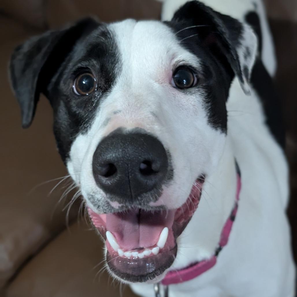 Jade $150, a Adoptable mixed breed in Milwaukee, WI image 2/5