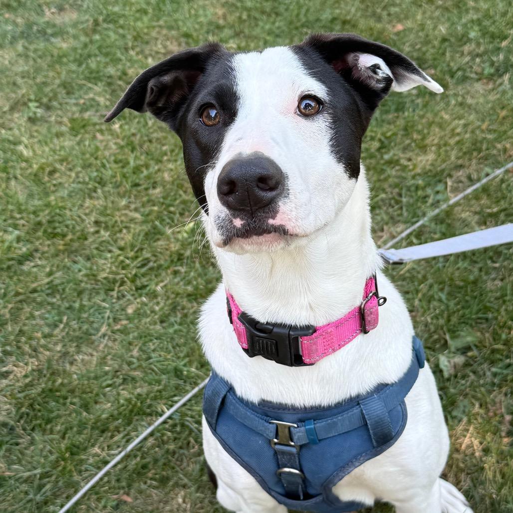 Enlarge Jade $150, a Adoptable Mixed Breed in Milwaukee, WI image 3/6