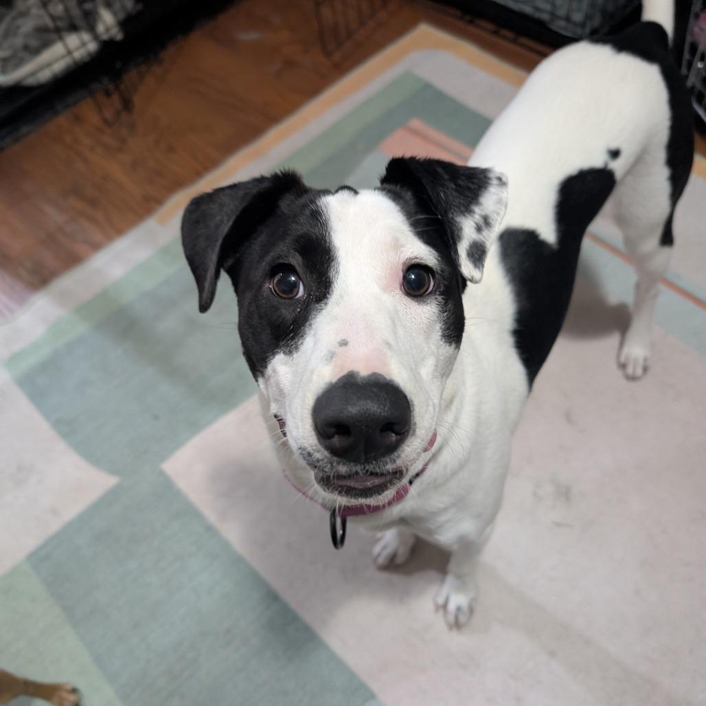 Jade $150, a Adoptable mixed breed in Milwaukee, WI image 3/5