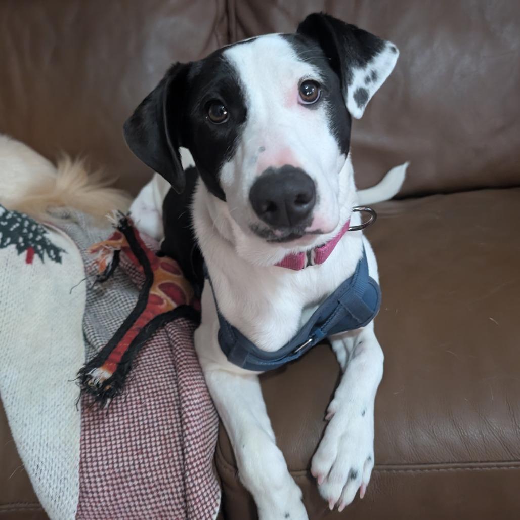 Jade $150, a Adoptable mixed breed in Milwaukee, WI image 4/5