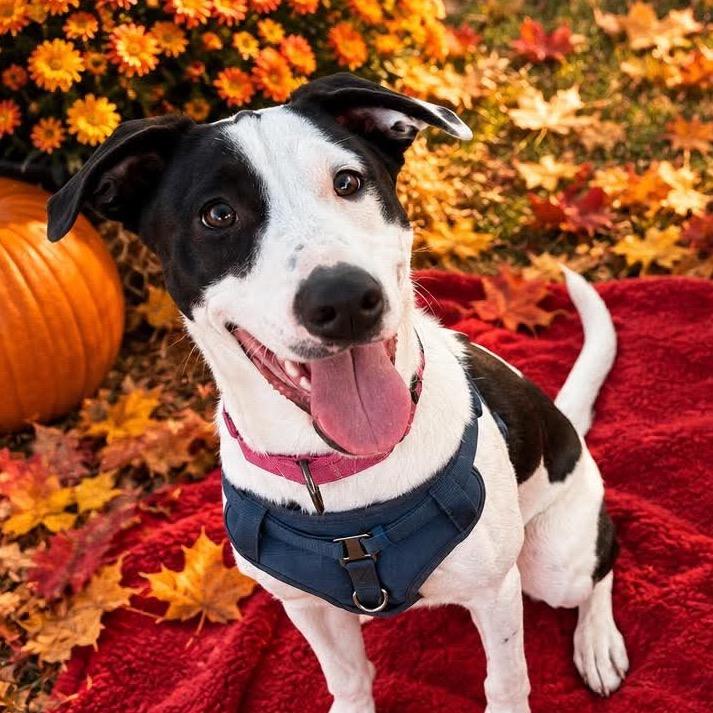 Enlarge Jade $150, a Adoptable mixed breed in Delafield, WI image 5/6