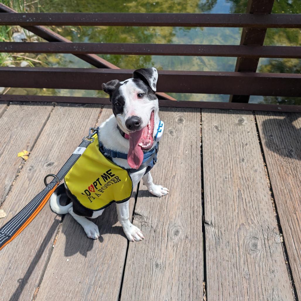Jade $150, a Adoptable mixed breed in Milwaukee, WI image 5/5