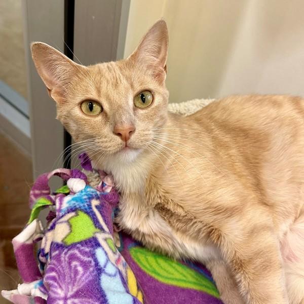 Enlarge Marmalade, a Adoptable mixed breed in Walnut Creek, CA image 1/1