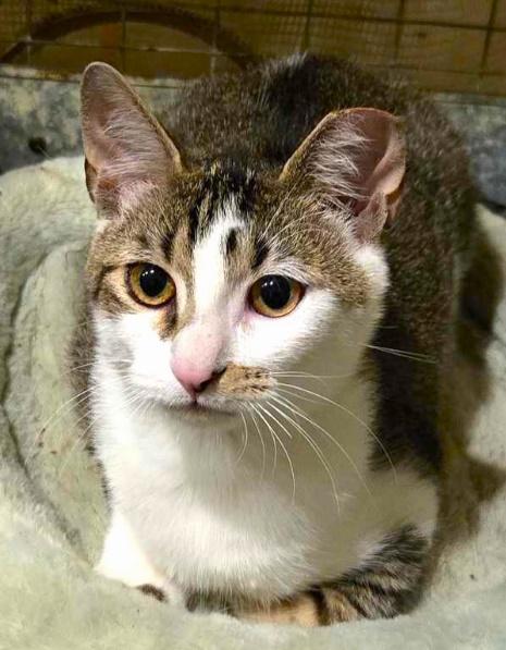 Cattillac & Nissan, a Adoptable Domestic Short Hair in Huntington, NY image 1/4