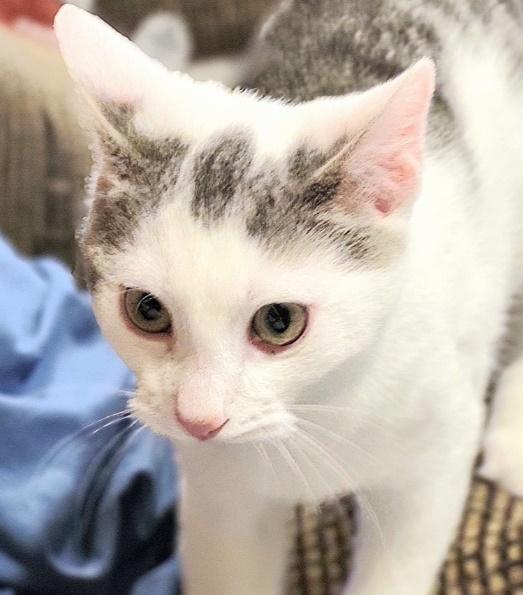 Cattillac & Nissan, a Adoptable Domestic Short Hair in Huntington, NY image 2/4