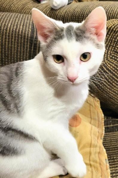 Cattillac & Nissan, a Adoptable Domestic Short Hair in Huntington, NY image 3/4