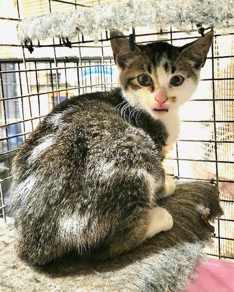 Cattillac & Nissan, a Adoptable Domestic Short Hair in Huntington, NY image 4/4