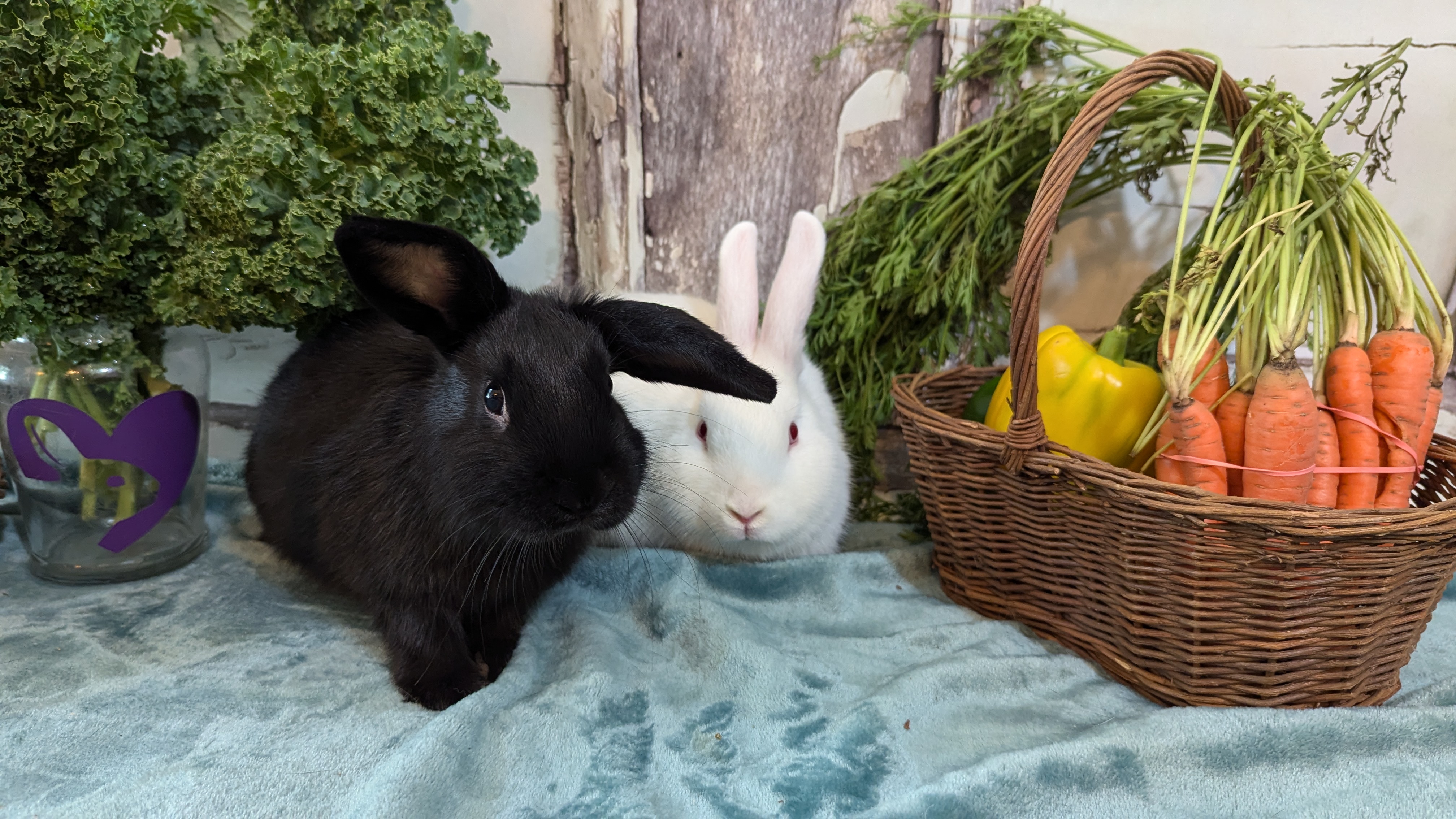Anya and Willow, Young Female unknown