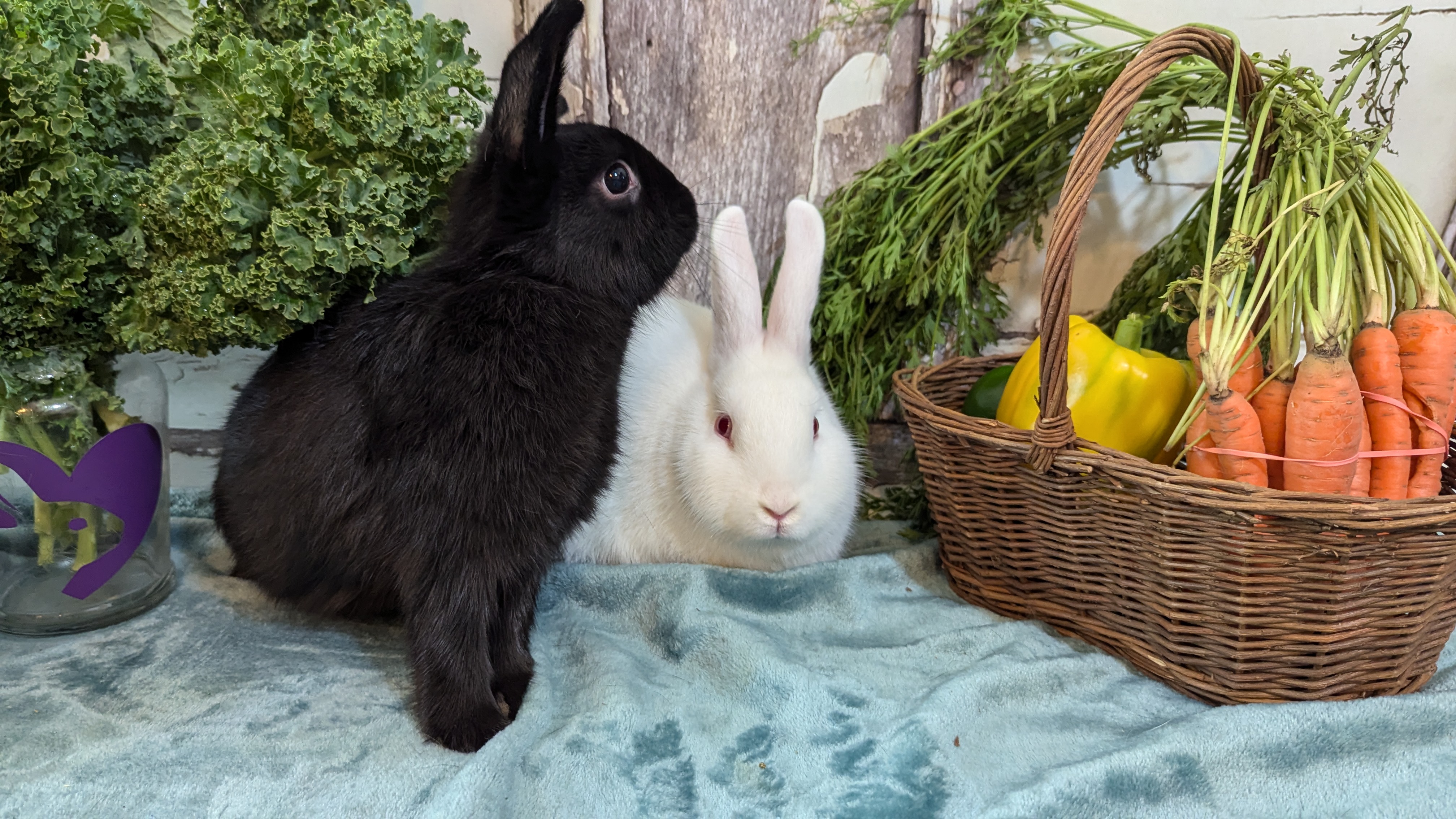 Anya and Willow photo 4