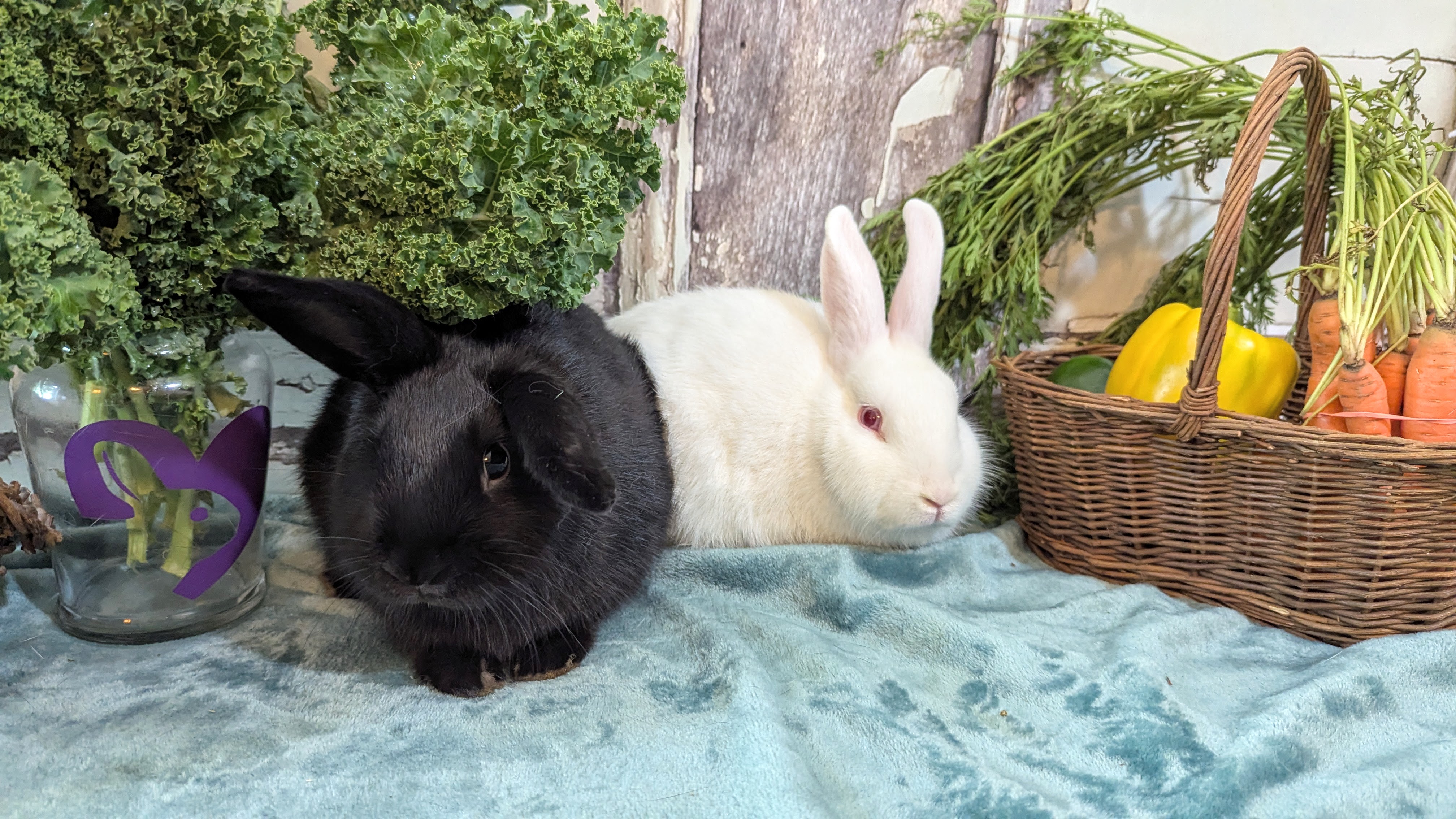 Anya and Willow photo 5