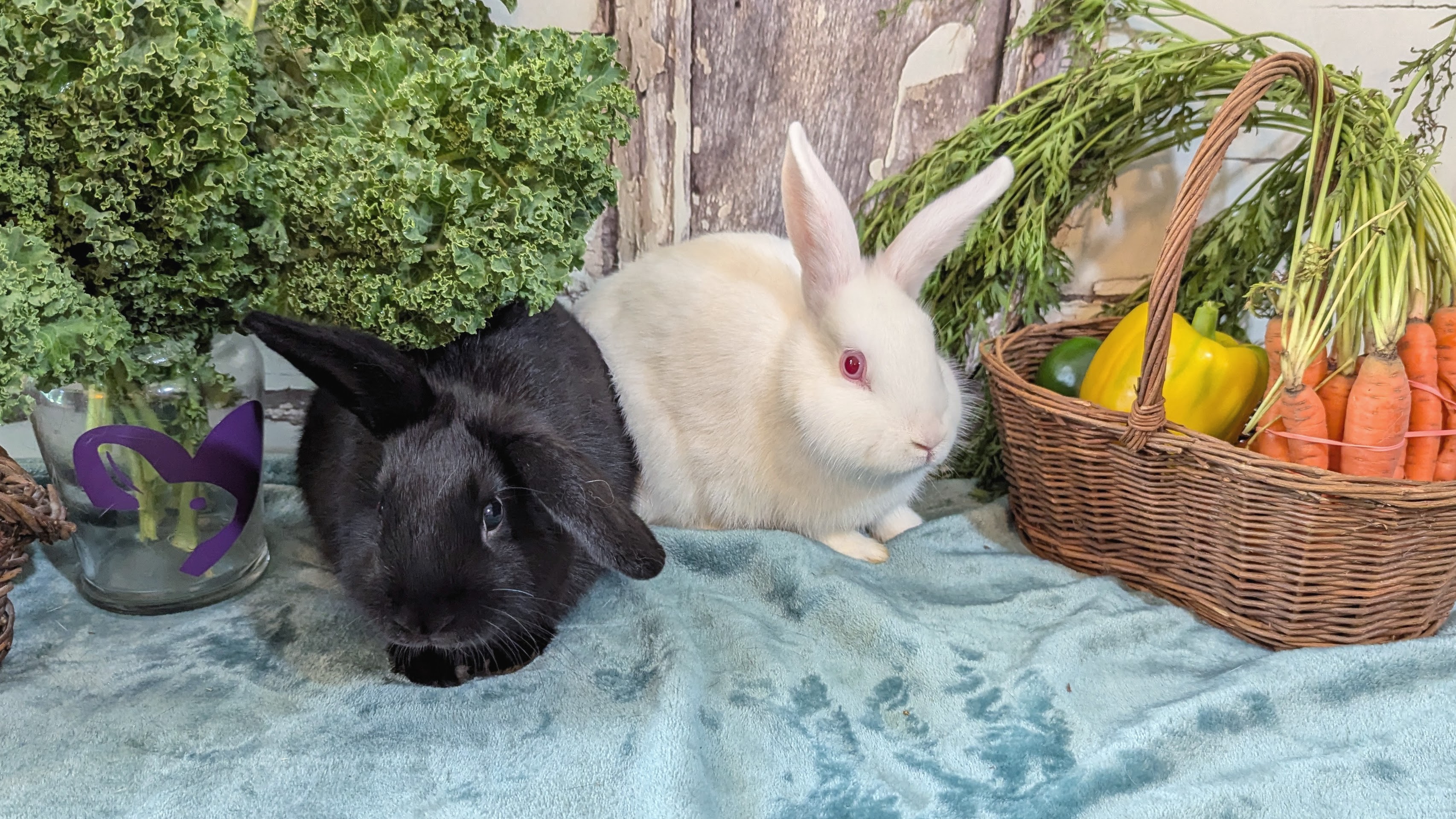 Anya and Willow photo 2