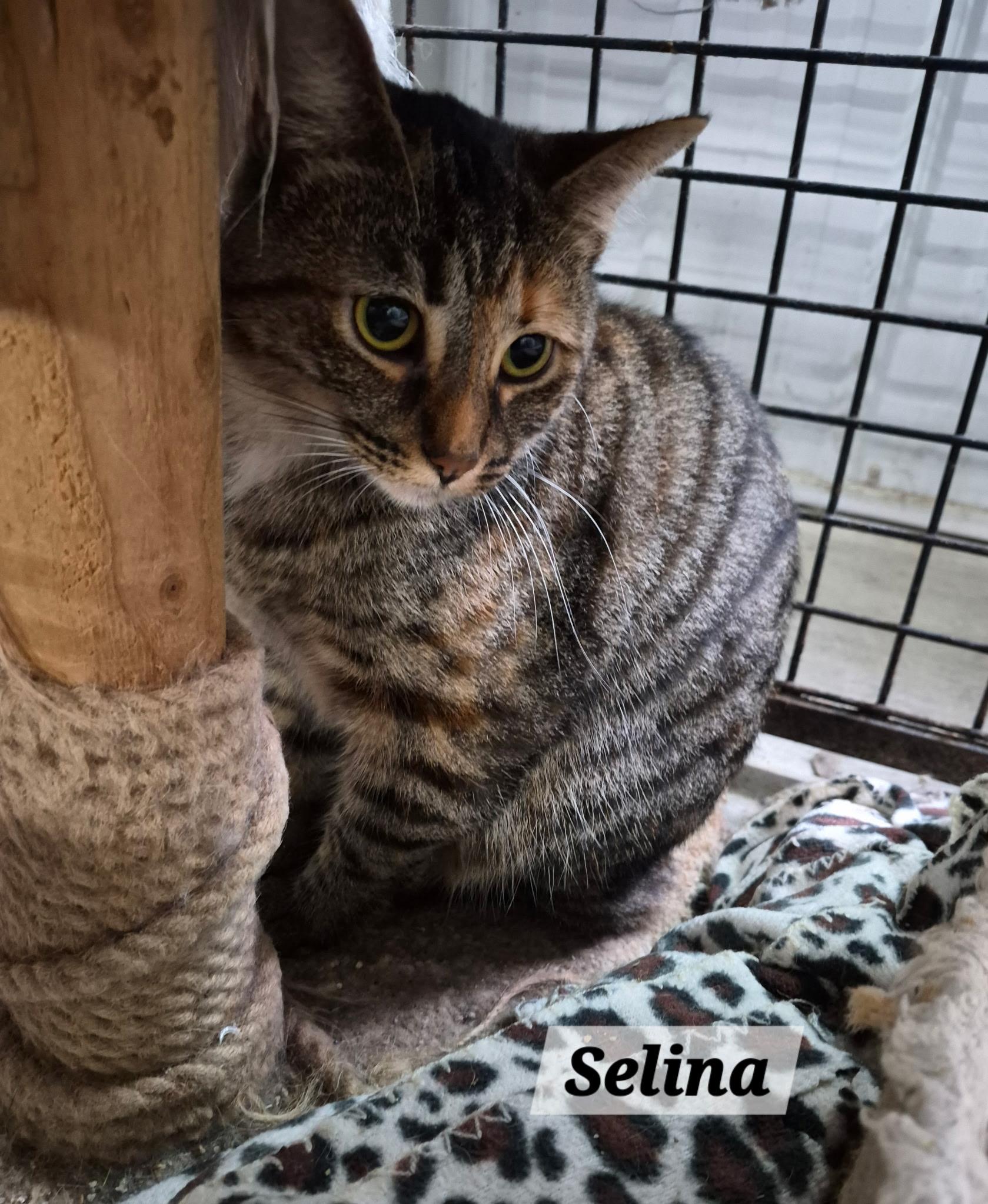 Enlarge Selina, a Adoptable Domestic Short Hair in Urbana, OH image 1/1
