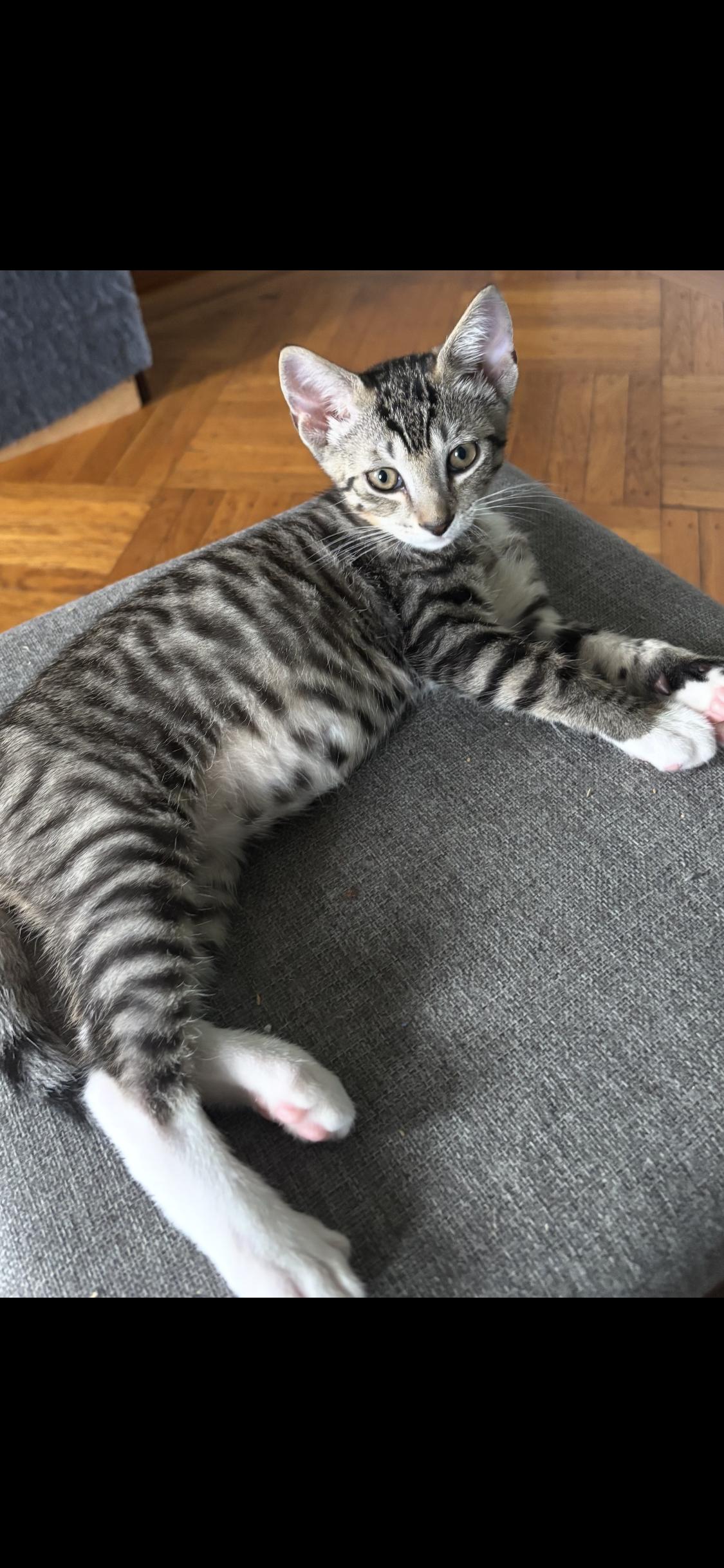 Sunny, Adoptable, Kitten Male Tabby.