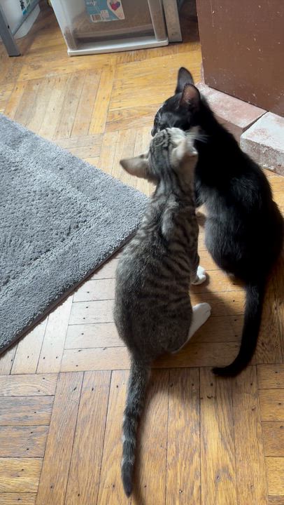Enlarge Sunny, a Adoptable Tabby in Long Beach, NY video 2/2