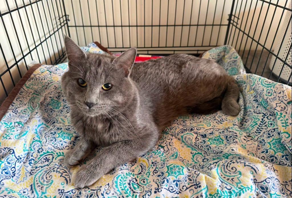 Zane, a Adoptable mixed breed in Grand Rapids, MN image 1/2