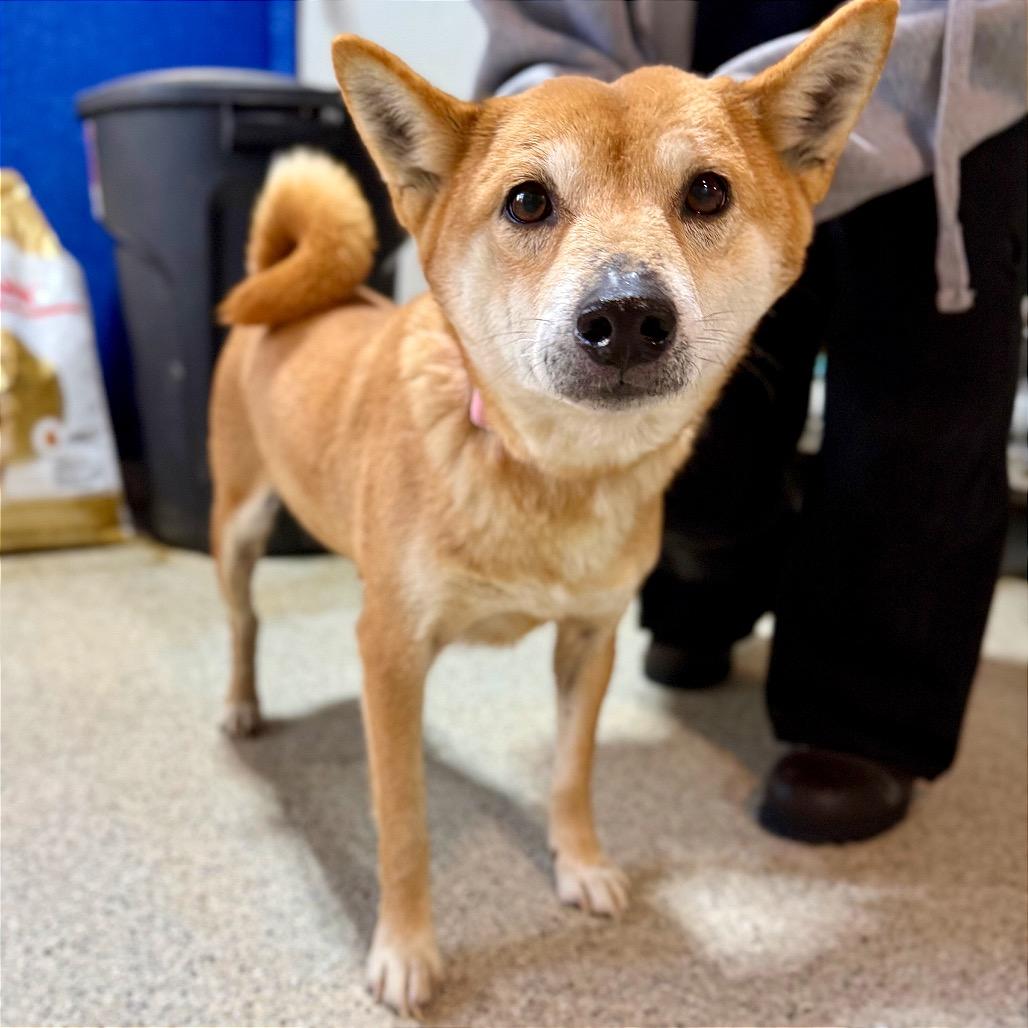 Kirby, Adoptable, Adult Female Shiba Inu.