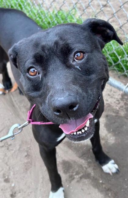 Baby Nina, a Adoptable mixed breed in Savannah, GA image 1/2