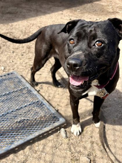 Baby Nina, a Adoptable mixed breed in Savannah, GA image 2/2