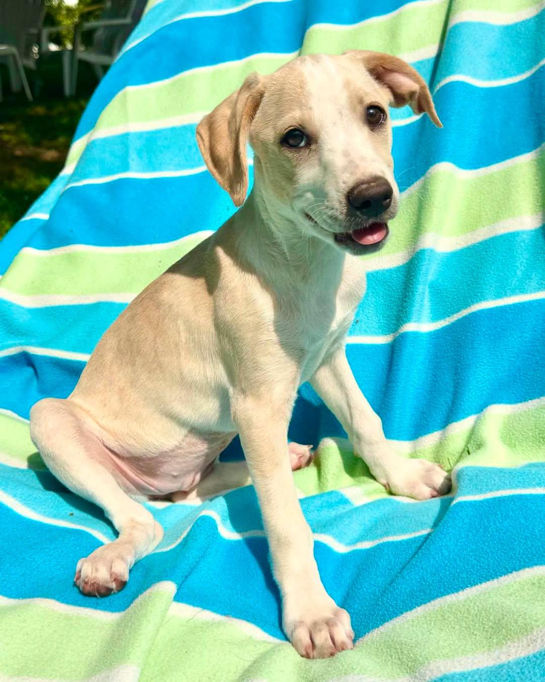 Pikachu, ADOPTABLE, Puppy Female Beagle & Boston Terrier.