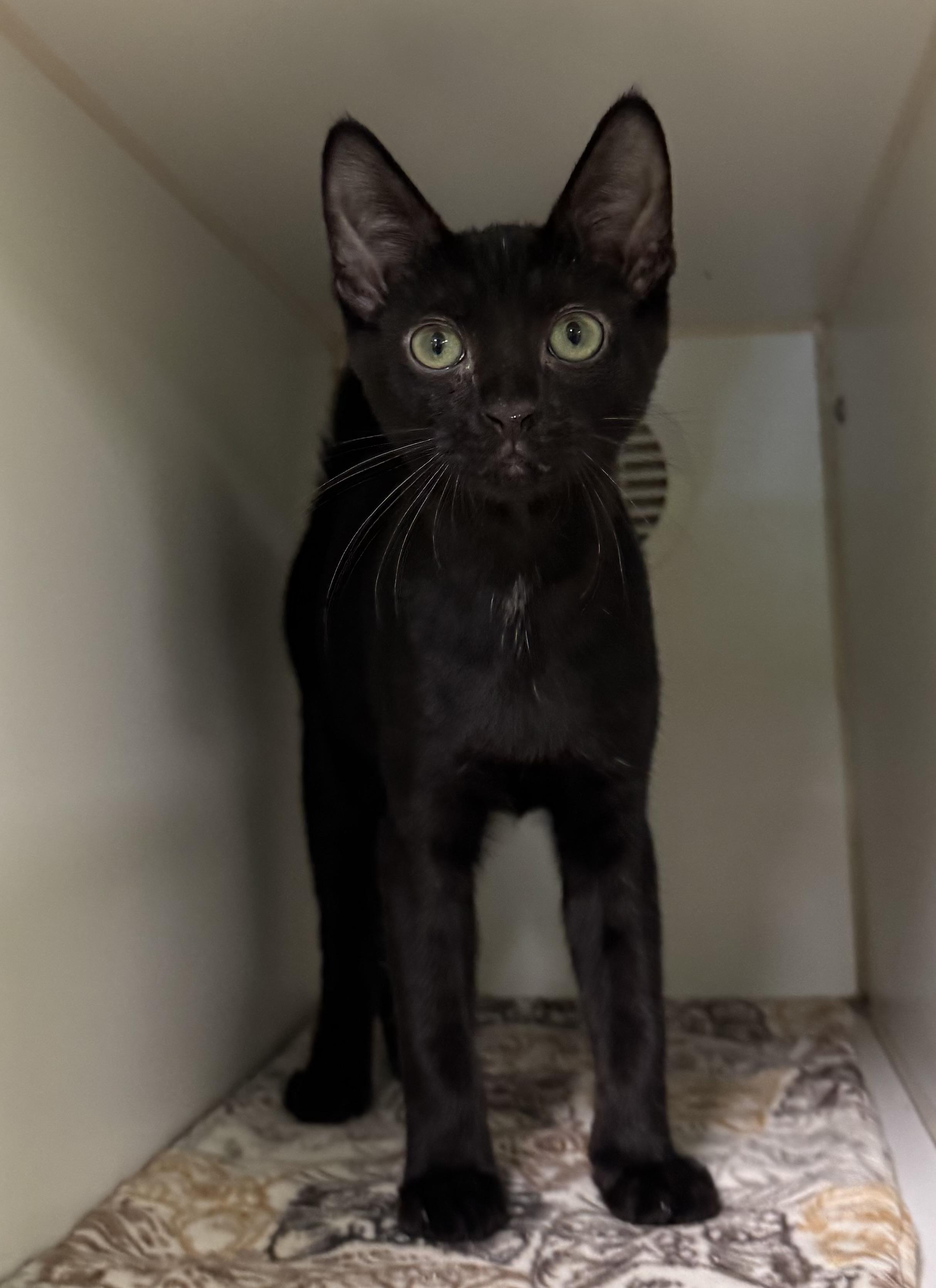 Enlarge Perch, a Adopted Domestic Short Hair in Indianapolis, IN image 1/1