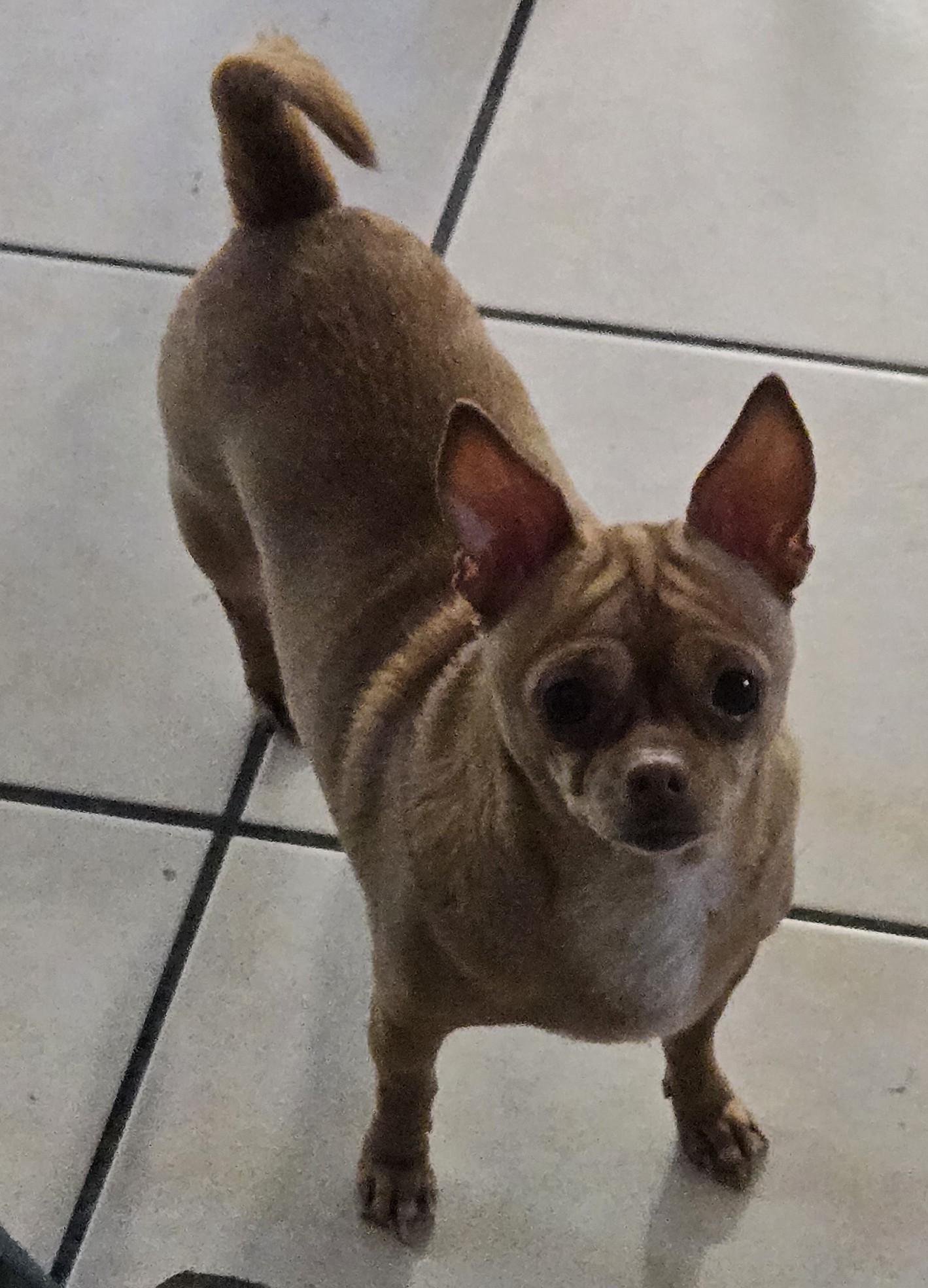 Buffy, ADOPTABLE, Adult Female Chihuahua.