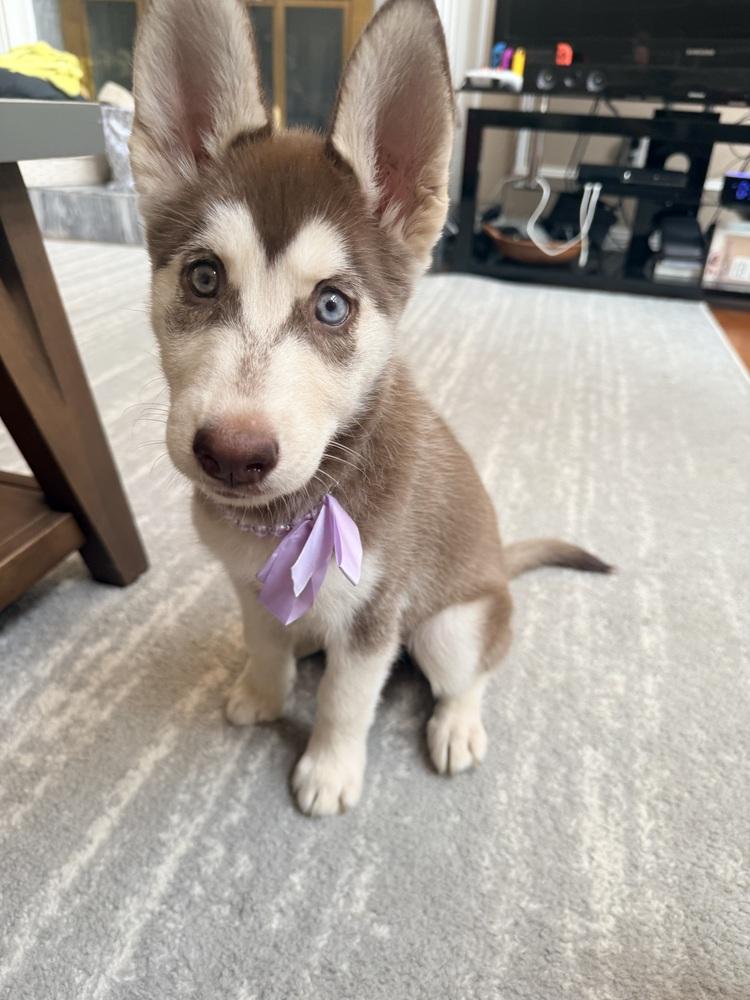 Enlarge Skye, a Adopted Husky in Richardson, TX image 1/1