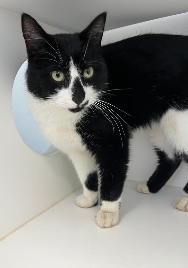 Penguin, Adoptable, Young Male Domestic Medium Hair.