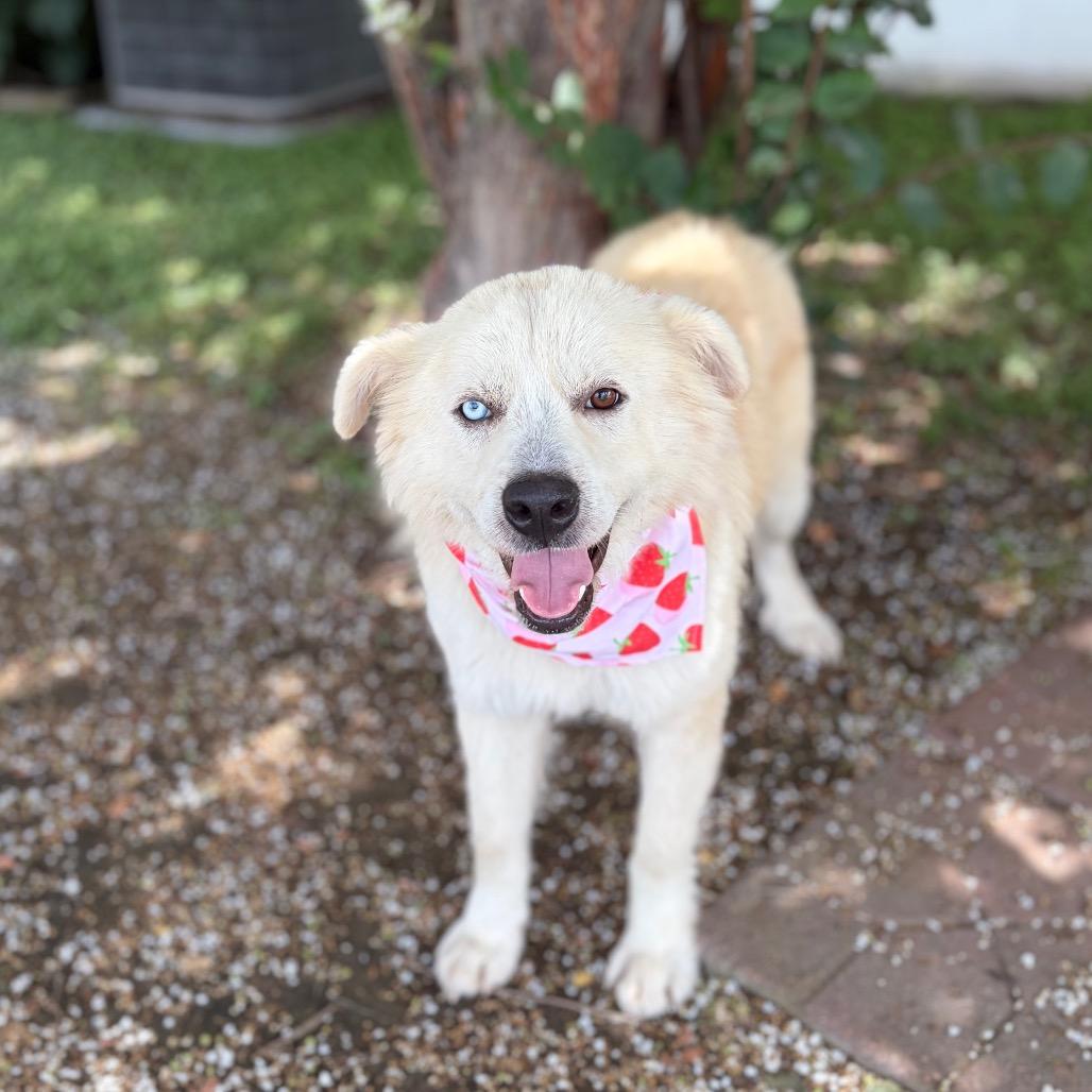 Red 26-06-103, Adoptable, Adult Male Husky & Mixed Breed.