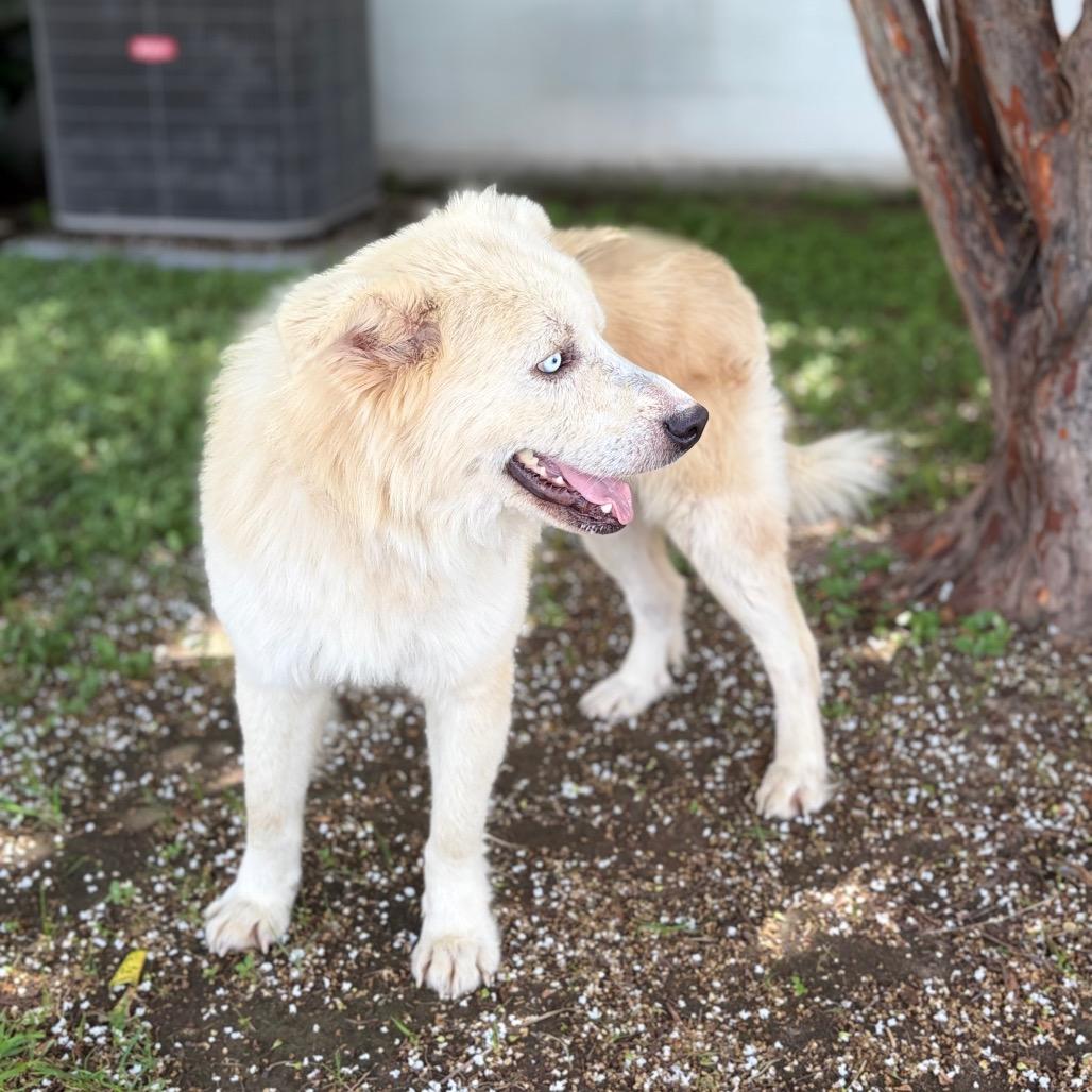 Enlarge Red 26-06-103, a Adoptable mixed breed in Bastrop, TX image 3/6