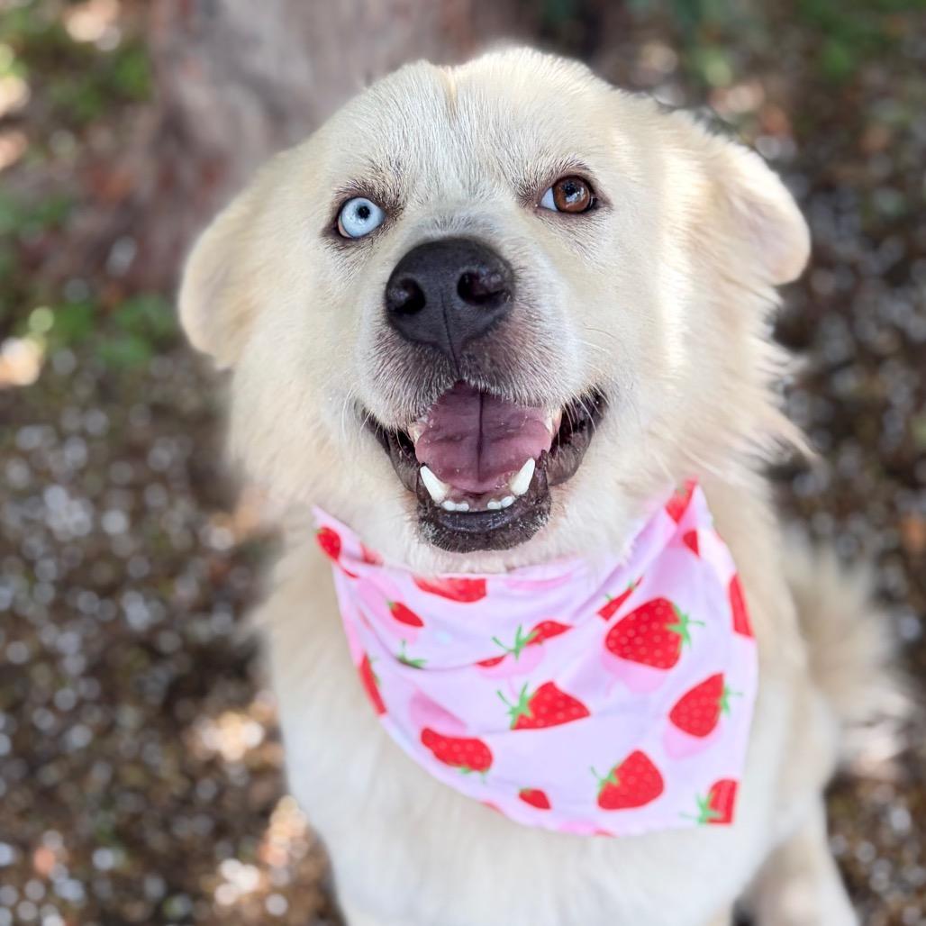 Enlarge Red 26-06-103, a Adoptable mixed breed in Bastrop, TX image 6/6
