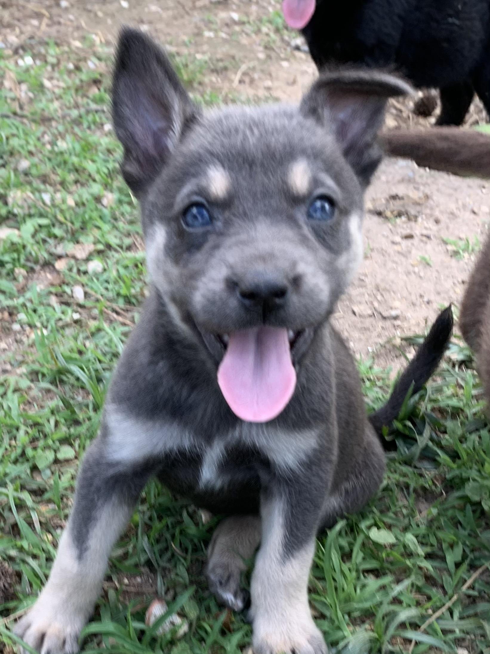 Diane, Adopted, Puppy Female Australian Cattle Dog / Blue Heeler.