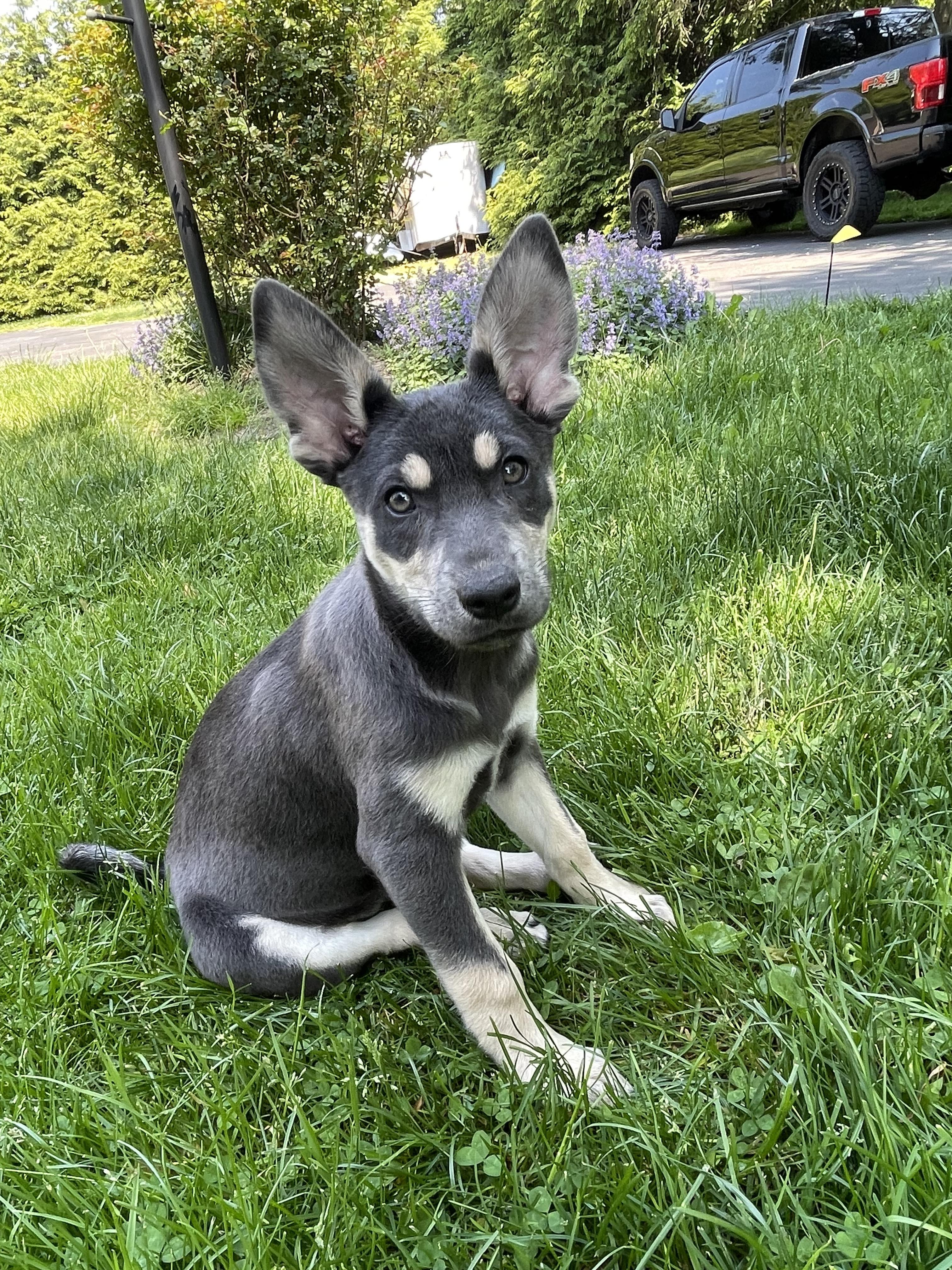 Enlarge Diane, a Adopted mixed breed in Westport, CT image 2/5