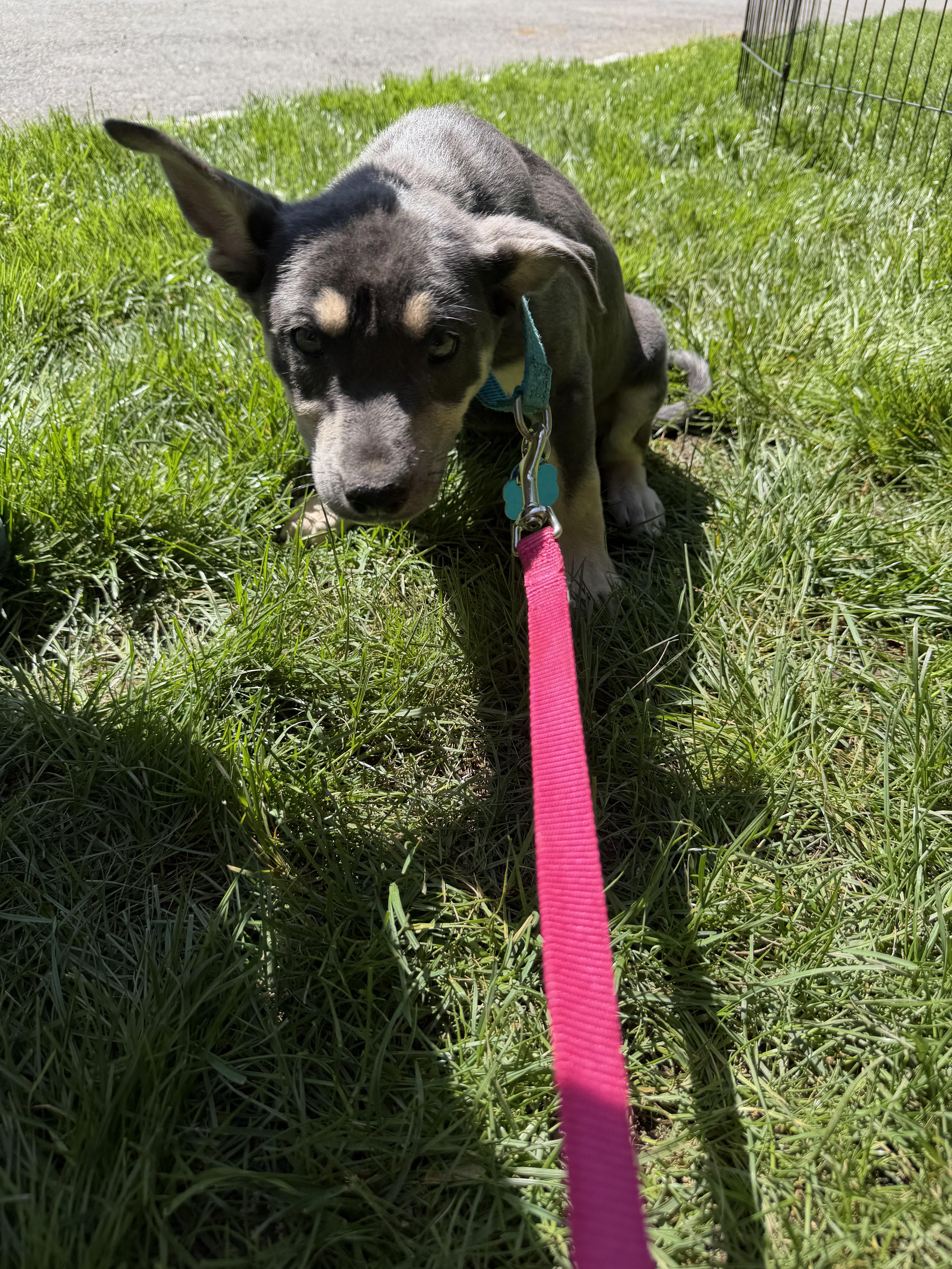 Enlarge Diane, a Adopted mixed breed in Westport, CT image 4/5