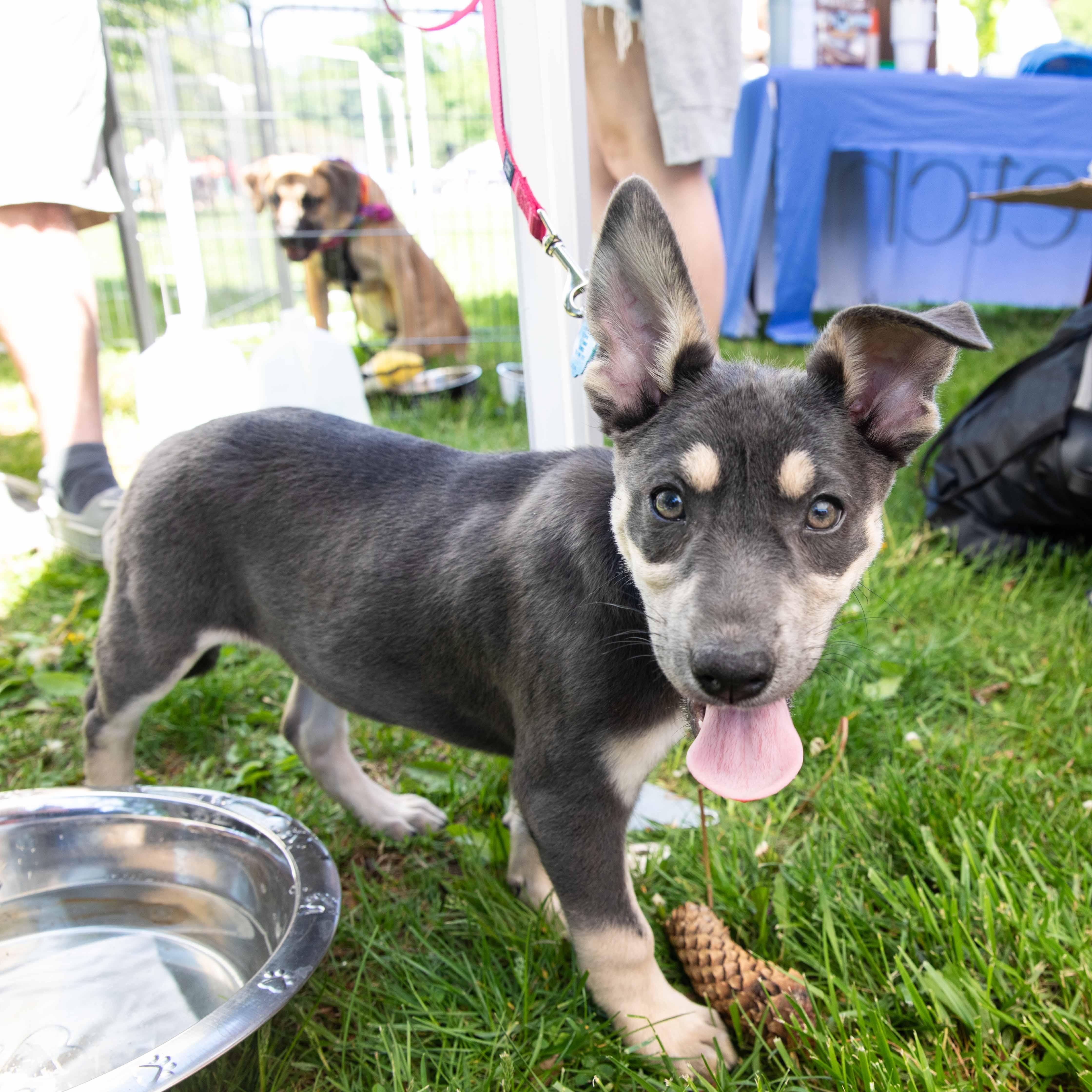 Enlarge Diane, a Adopted mixed breed in Westport, CT image 5/5