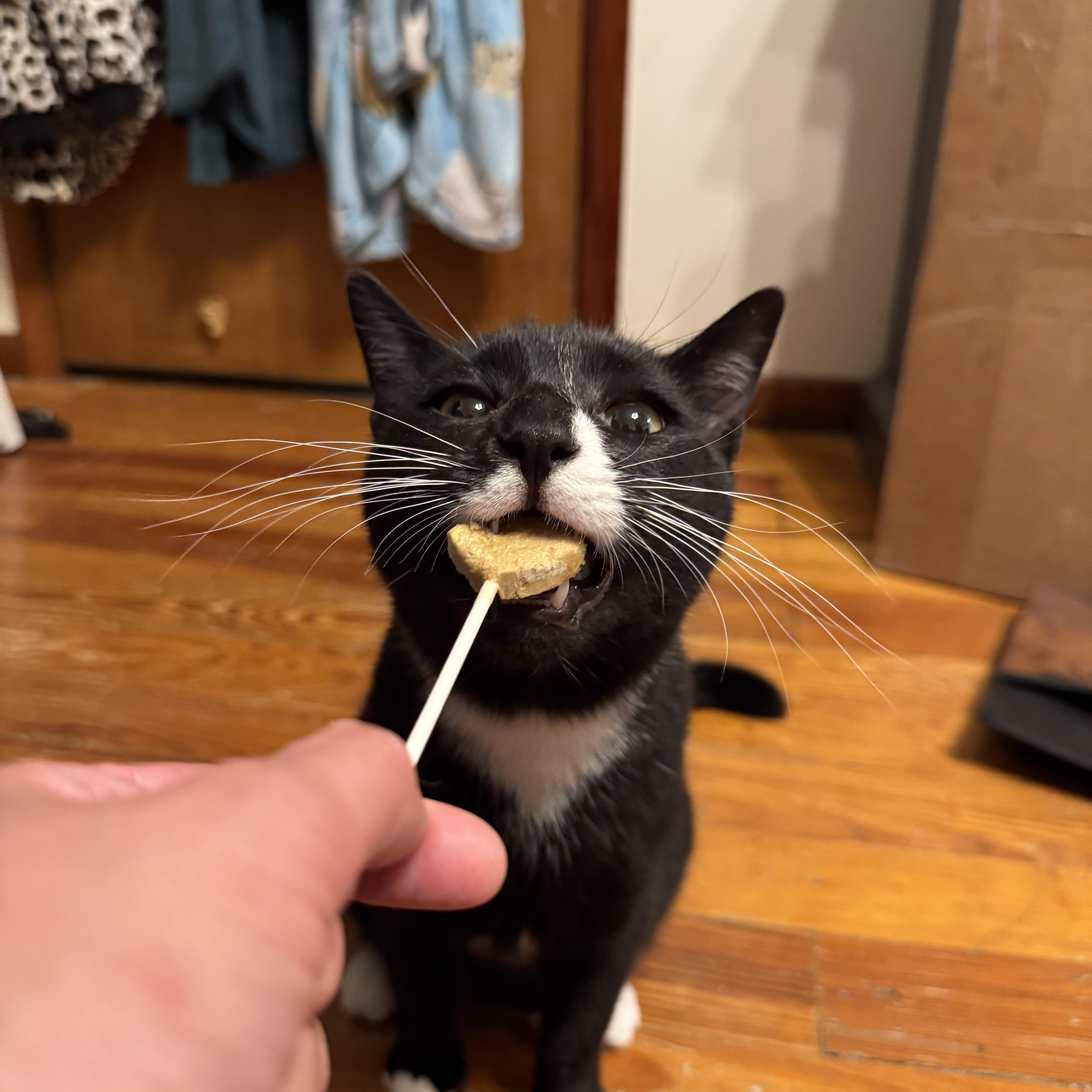 Timmy, a Adoptable Domestic Short Hair in Bayonne, NJ image 4/6