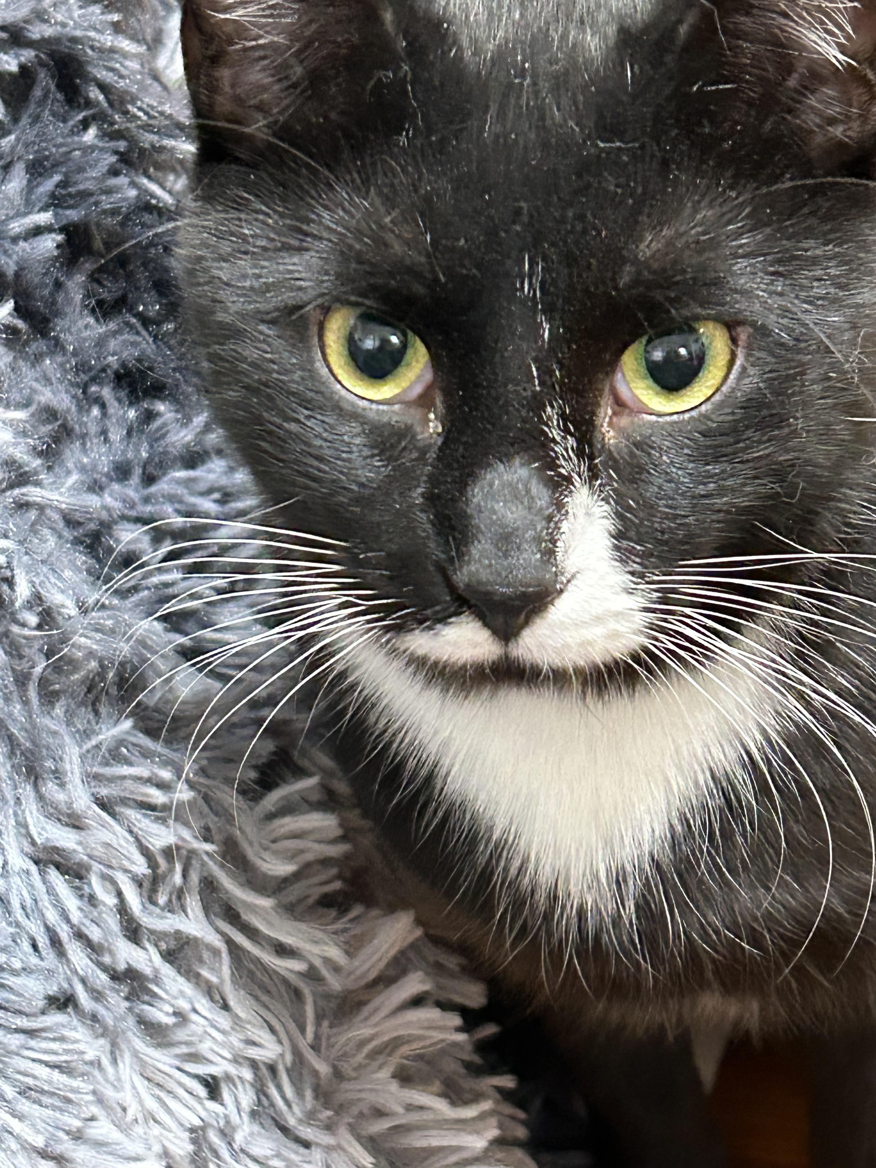 Timmy, a Adoptable Domestic Short Hair in Bayonne, NJ image 5/6