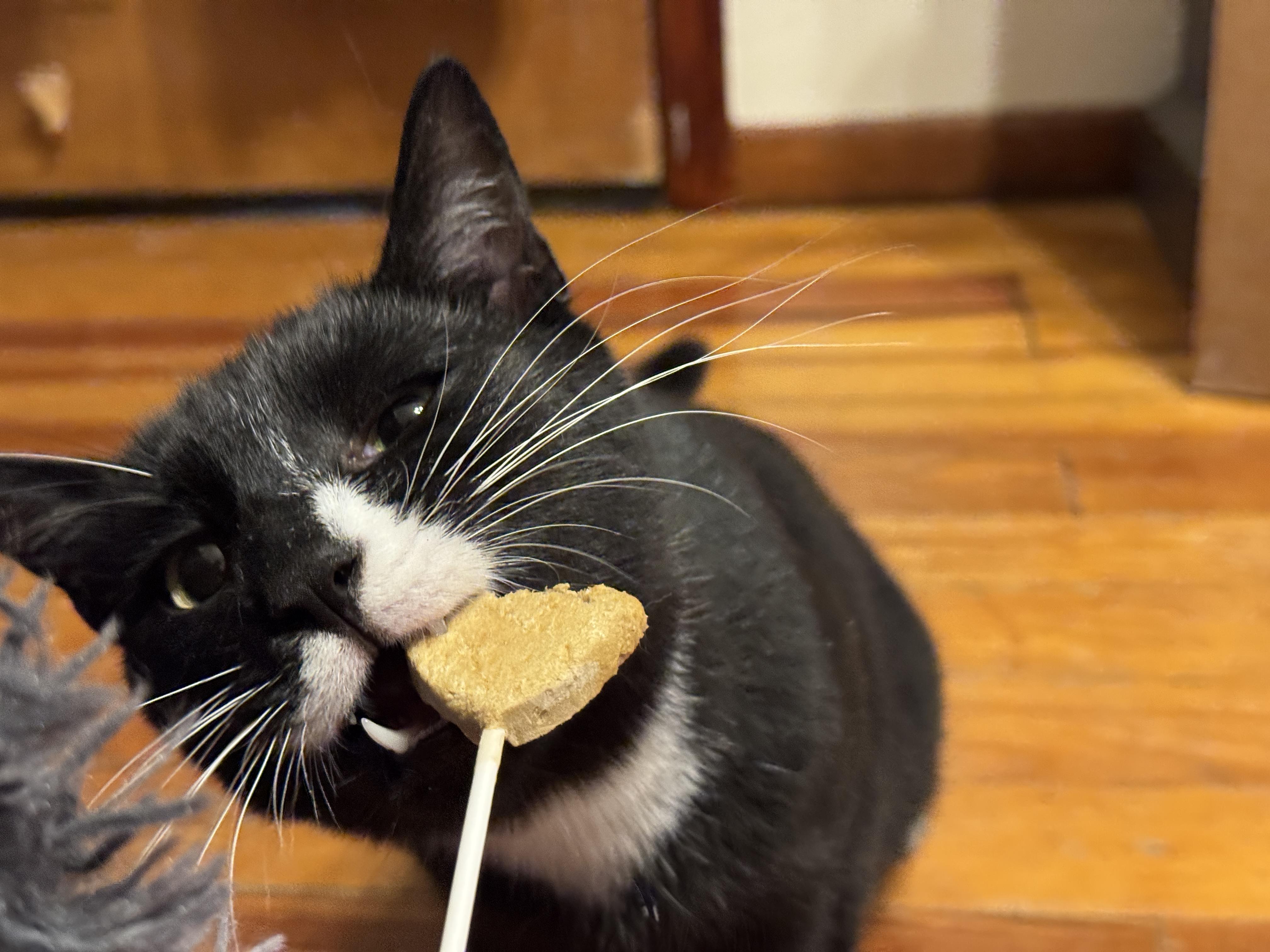 Timmy, Adoptable, Adult Male Domestic Short Hair.