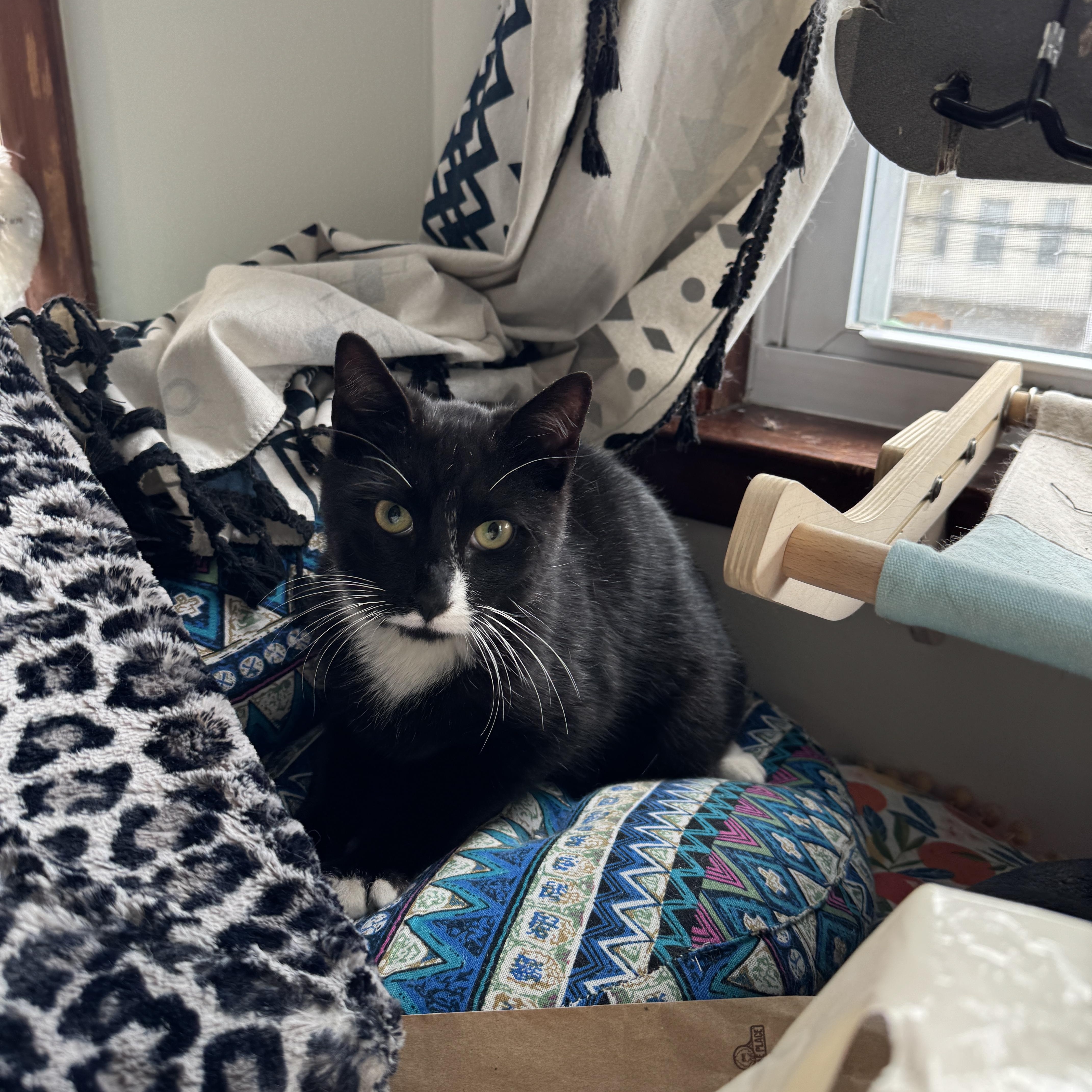 Timmy, a Adoptable Domestic Short Hair in Bayonne, NJ image 2/6