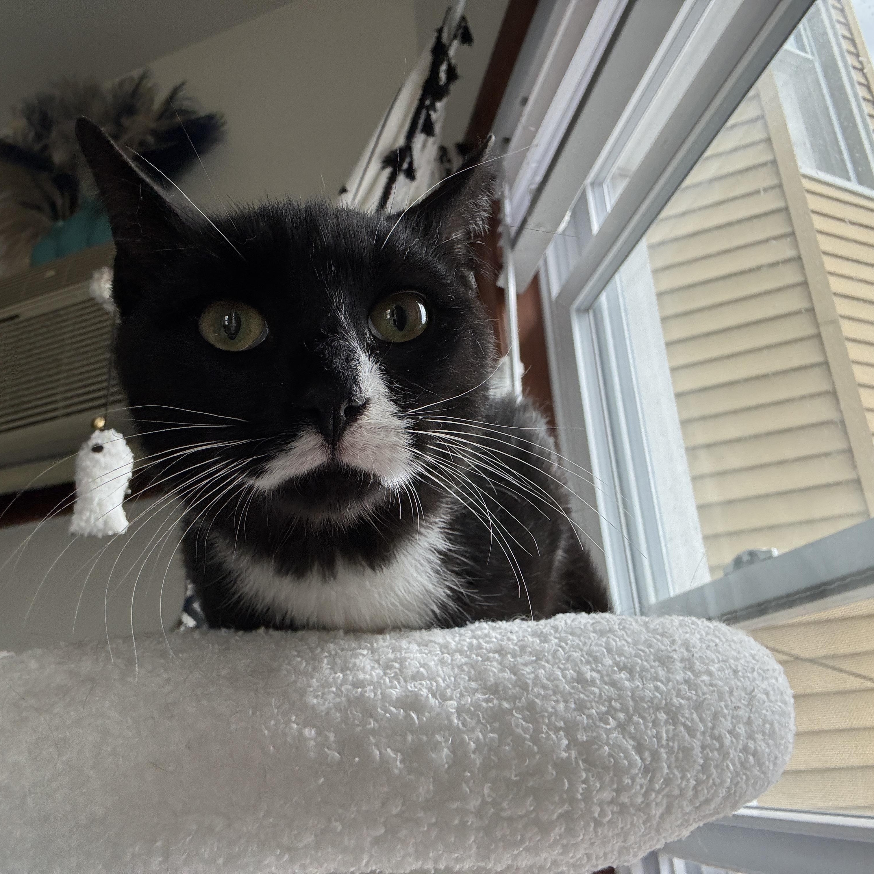 Timmy, Young Male Domestic Short Hair