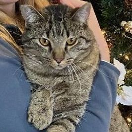 Felix, an adoptable Tabby in Waverly, IA, 50677 | Photo Image 2