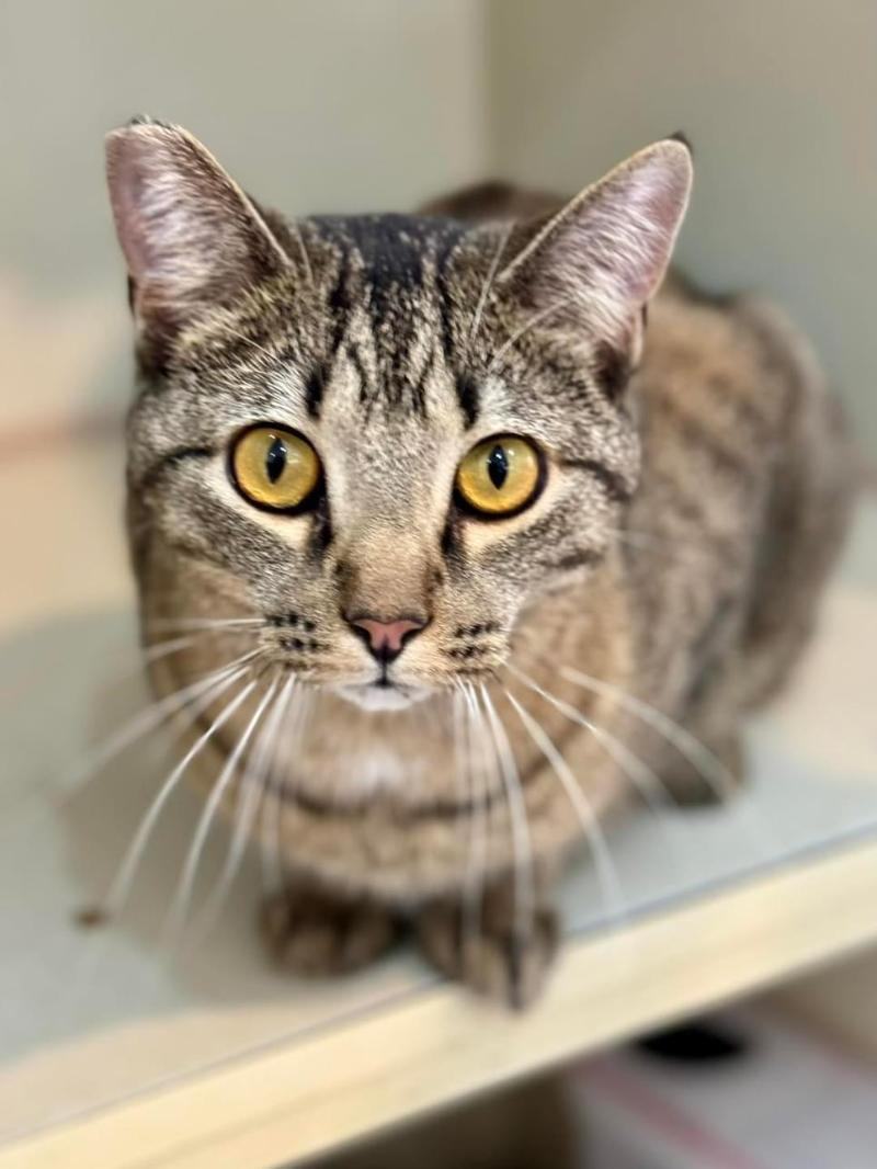 Felix, an adoptable Tabby in Waverly, IA, 50677 | Photo Image 1