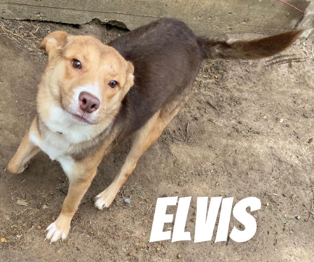 ELVIS, Young Male Border Collie